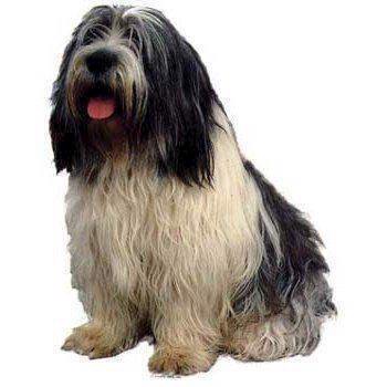 Klistermærke med Polish Lowland Sheepdog – Fantastisk tilbud!