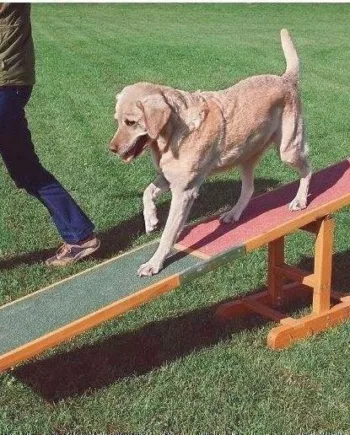 Agility vippe - balance bom til hunde