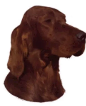 Klistermærke med Irsk Setter – Perfekt til hundeelskere!