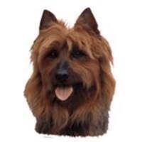 Klistermærke af Australsk Terrier – Uovertruffen tilbud!