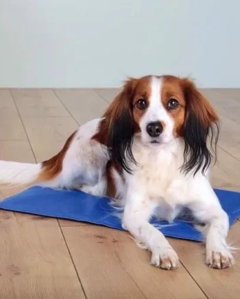 Kølemåtte til hunde 100 x 60 cm – Blå på udsalg!
