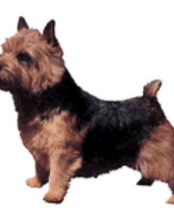 Norwich Terrier Klistermærke - Perfekt til Hundelovers!