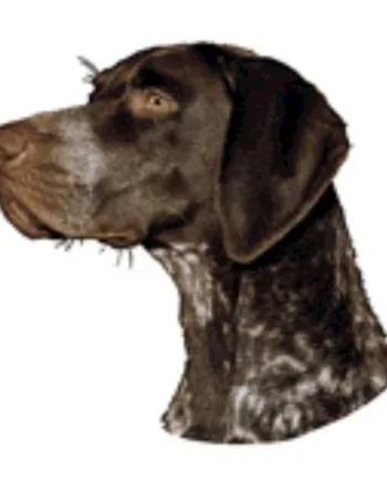 Klistermærke, Tysk Korthåret Hønsehund